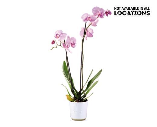 5" Easy Orchid Assorted Colors