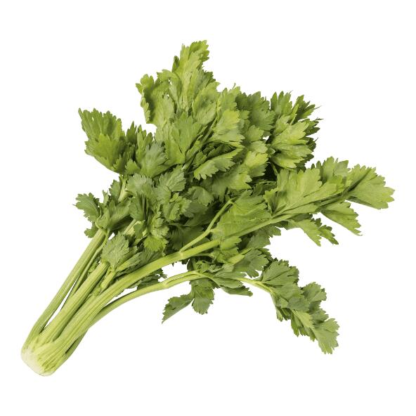 Grüner Sellerie