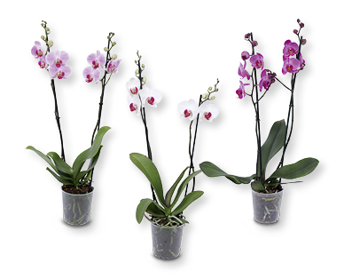 Orchidee