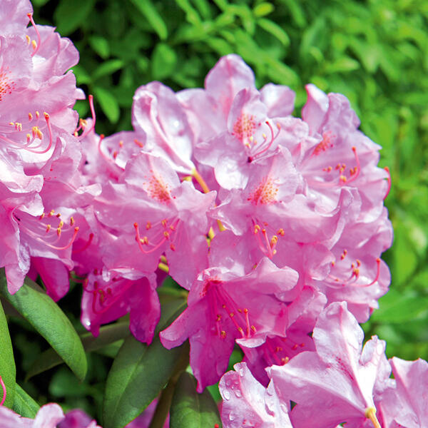 Rhododendron