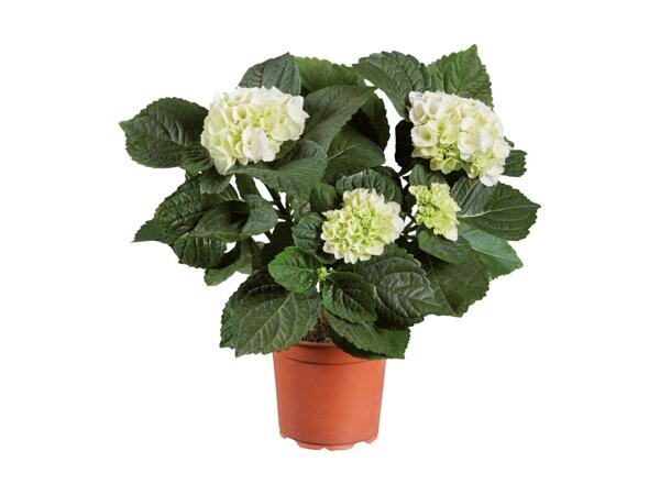 Hydrangea