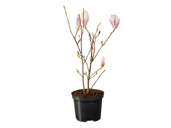 Magnolia
