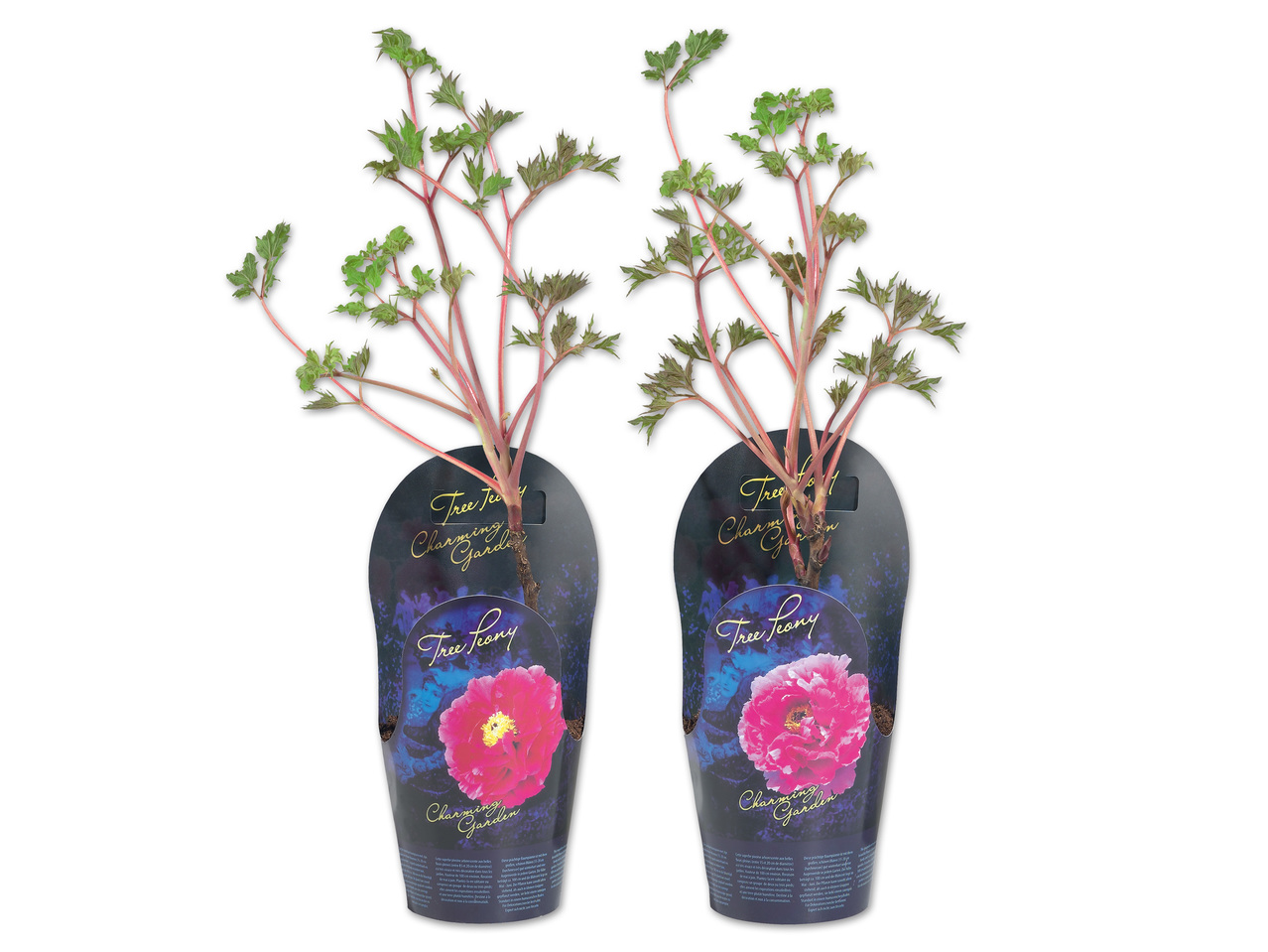 Pfingstrose