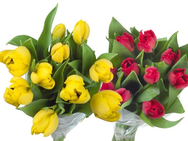 Bunch of Tulips