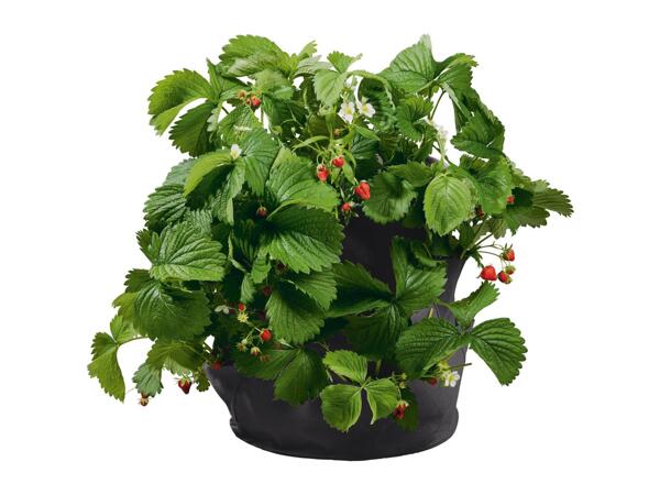 Parkside Strawberry Grow Bags - 2 Pack - Black