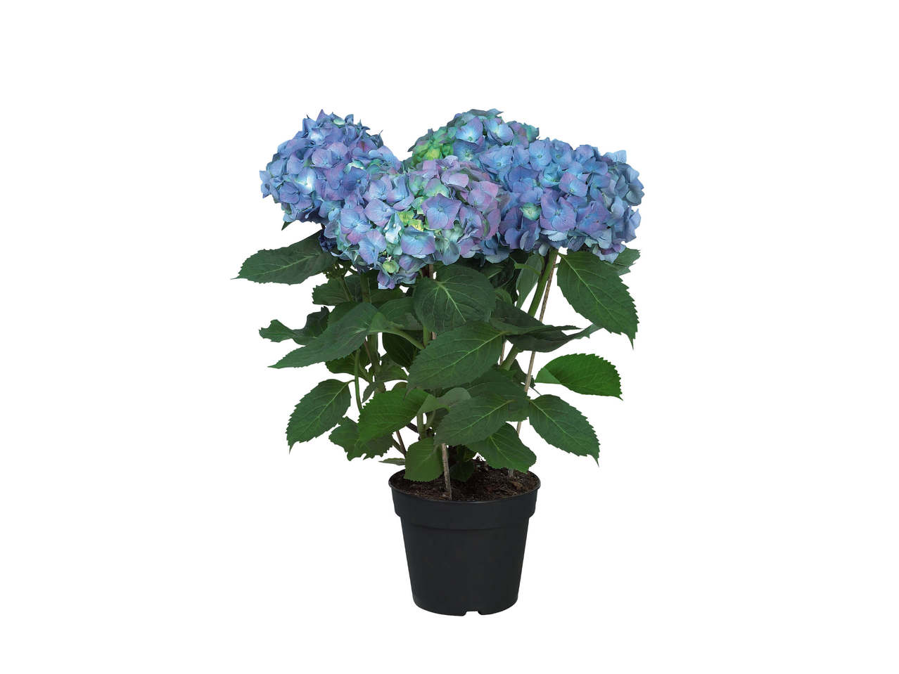 Hortensia
