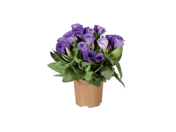 Eustoma