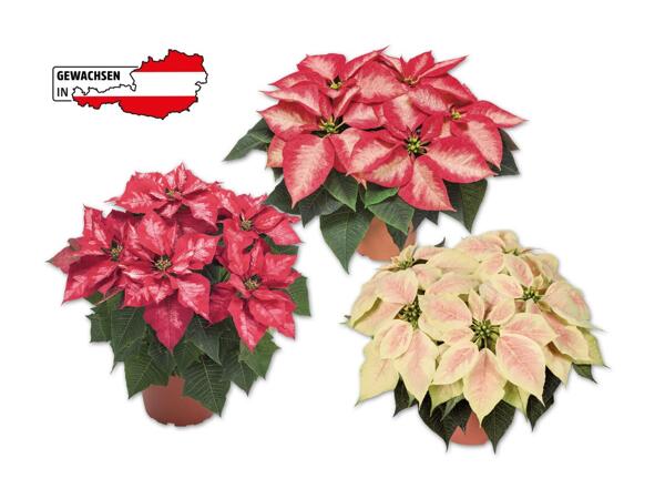 Weihnachtsstern Premium