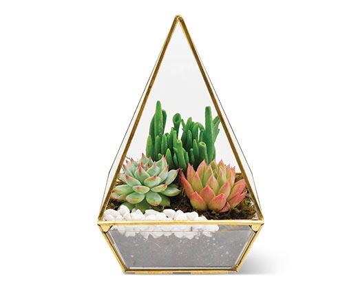 Geometric Terrarium Assorted Varieties
