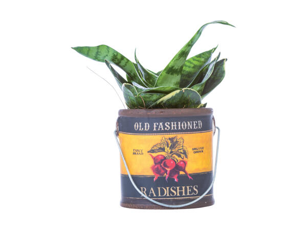 Grøn plante i spand
