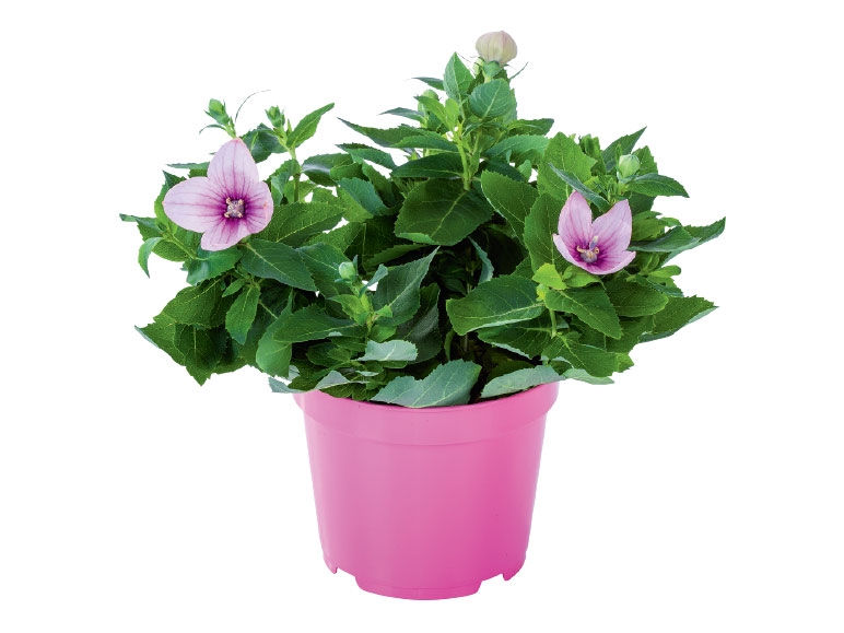 Balloon Flower