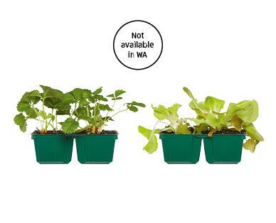 Seedlings 4pk