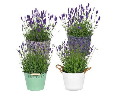 LAVENDEL XL