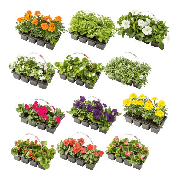 Perkplanten, 8 st.