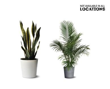 10" Foliage