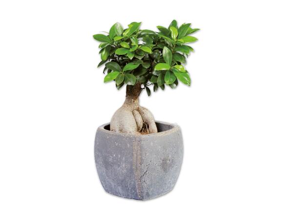 Ficus Ginseng in Viereck-Keramik