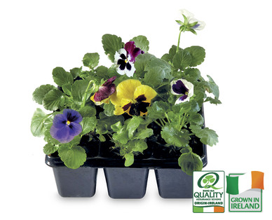 Irish Grown Premium Bedding Plants