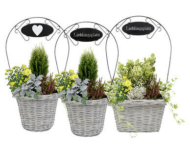 CORBEILLE GARNIE DE PLANTES