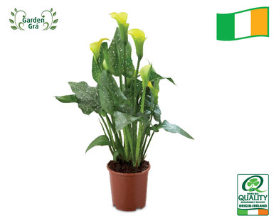 Irish Plants for Cut Flowers