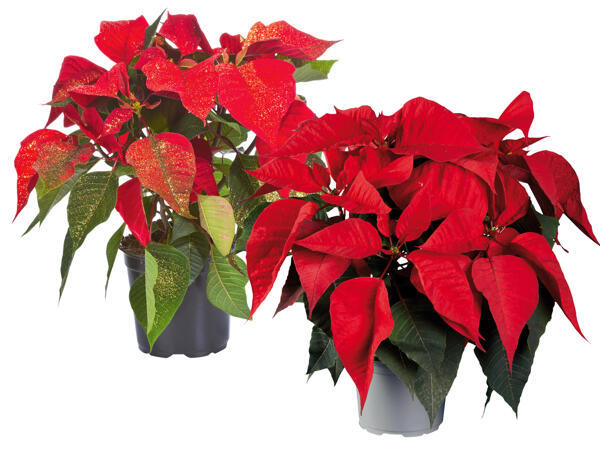 Weihnachtsstern Mehrtrieber