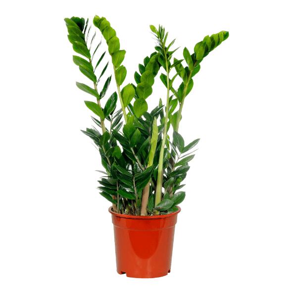 Zamioculcas ou pachira