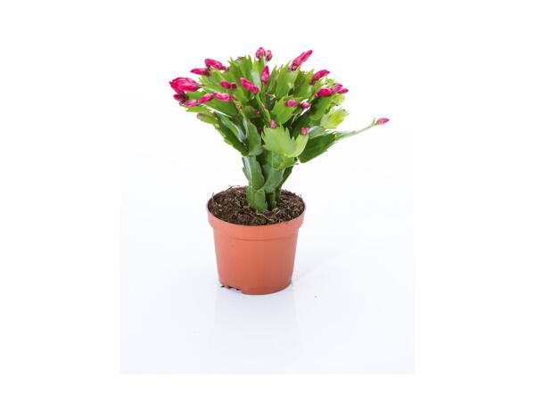 Christmas Cactus