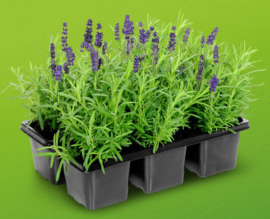 Lavendel
