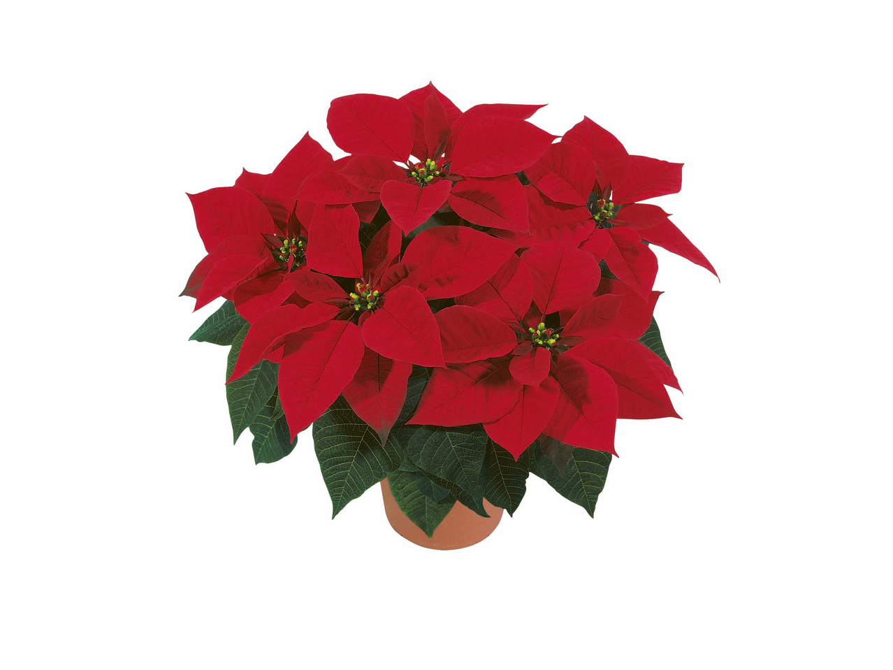 Kerstster