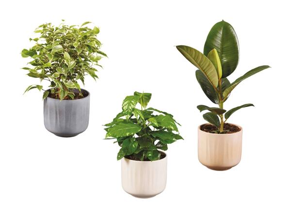 Grøn plante i keramik