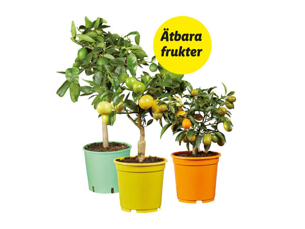 Citrusträd