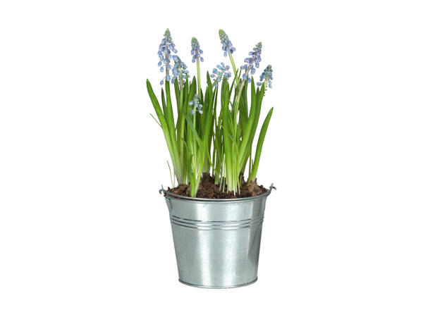 Blomsterløg i zinkskjuler
