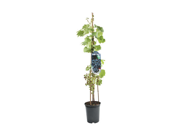 Vindrueplante