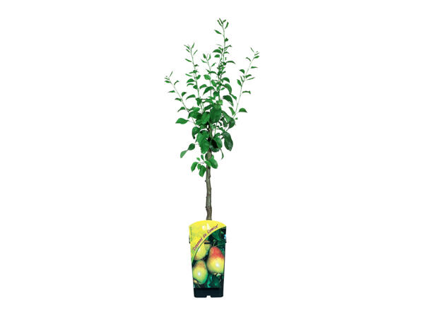 Potted Fruit Trees