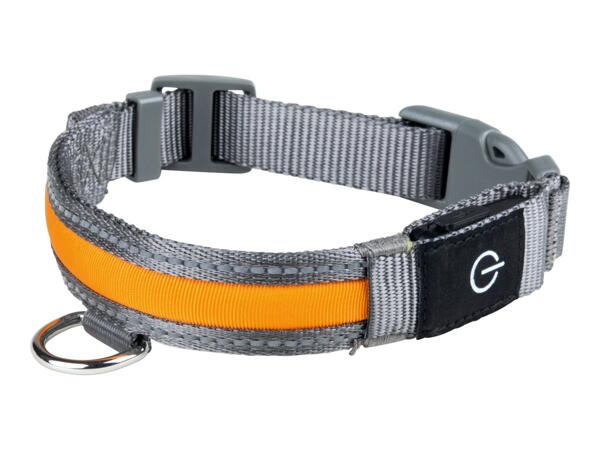 Zoofari LED Light-Up Band Dog Collar