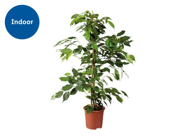 Houseplants