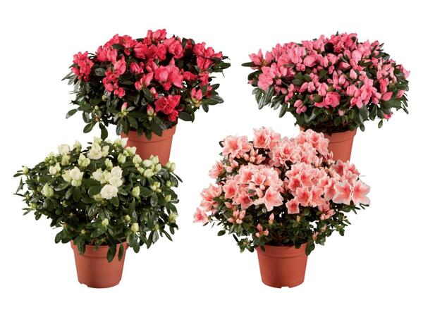 Azaleas