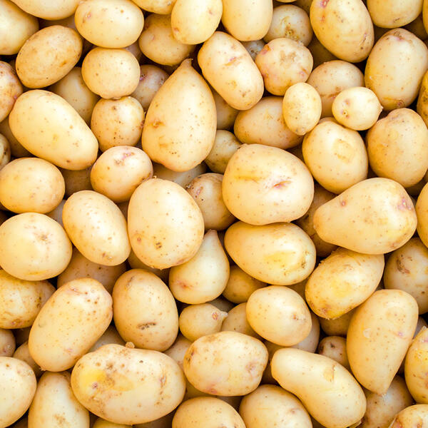 Speisekartoffeln