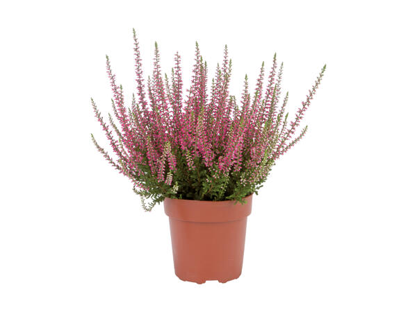Lyng Calluna Vulgaris