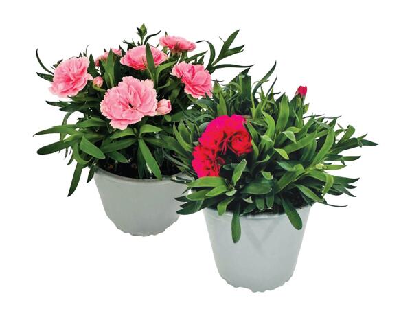 Dianthus
