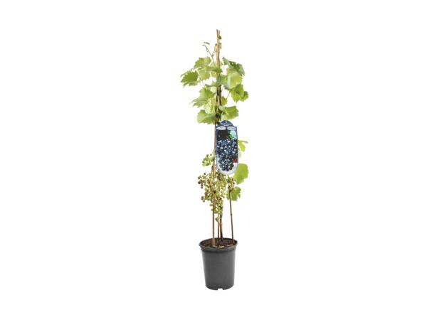 Vindrueplante
