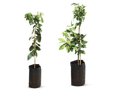 Citrus Trees 5L