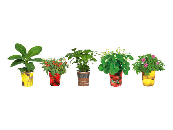 Fruktplantor i bägare