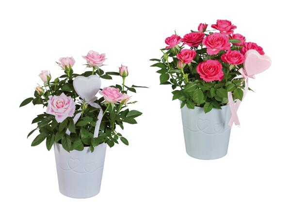 Rose e kalanchoe in vaso di ceramica