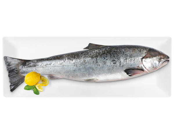 FISCHERSTOLZ Frischer Lachs