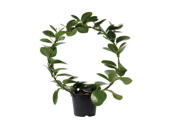 Hoya Australis