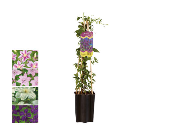 Clematis
