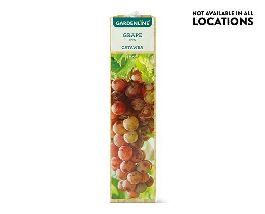 Gardenline Berry Bush Assorted Varieties
