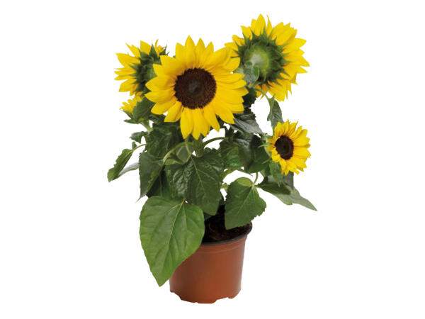 Helianthus Multiflora