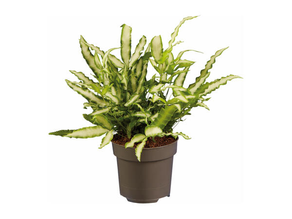 Assorted Ferns