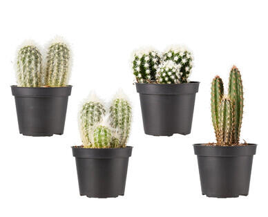 Assorted Cactus